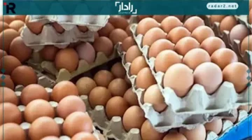 تراجع ملحوظ.. أسباب انخفاض أسعار البيض بأنواعه تكشفها رئيس اتحاد منتجي الدواجن اليوم الخميس